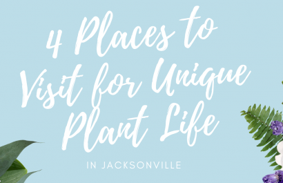 4 Places to Visit For Unique Plant Life